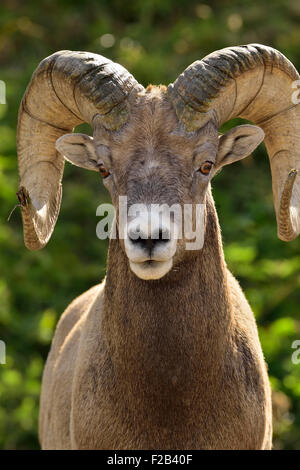 Ein vorderes Porträt eines felsigen Berg Dickhornrams Orvis canadensis; Blick geradeaus Stockfoto