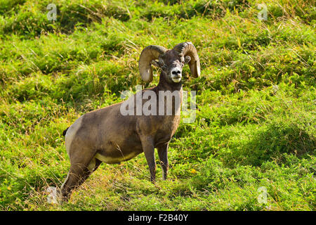 Eine wilde Bighorn Ram Orvis Canadensis; stehend in der üppigen Vegetation auf einem Hügel in der Nähe von Cadomin Alberta Kanada Stockfoto