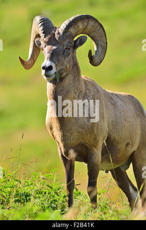 Ein Portraitbild von einem felsigen Berg Dickhornschaf, Orvis Canadensis; aufgenommen in der Nähe von Cadomin Alberta Kanada Stockfoto