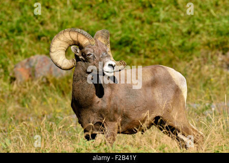 Eine wilde rocky Mountain Bighorn Schafe Orvis Canadensis; stehend in die üppige vegetation Stockfoto