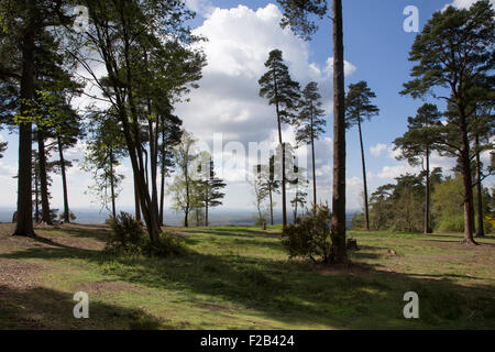 Leith Hügel, Surrey Stockfoto