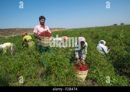 Indische Bauern ernten Chilischoten in einem Feld 18. Juni 2015 in Gabbur, Bezirk Raichur, Karnataka, Indien. Stockfoto