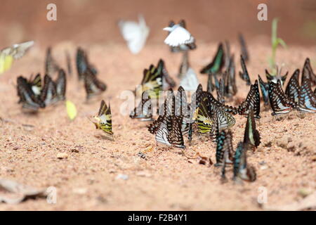 Gruppe der Schmetterling auf dem Boden (gemeinsame Jay, Graphium Antiphates Itamputi (Butler), kleine Rasen gelb gestreiften Albatros) Stockfoto