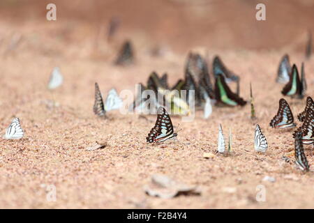 Gruppe der Schmetterling auf dem Boden (gemeinsame Jay, gestreifte Albatros) Stockfoto