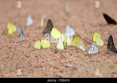 Gruppe der Schmetterling auf dem Boden (gemeinsame Jay, kleine Rasen gelb gestreiften Albatros) Stockfoto