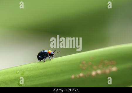 Ein Käfer thront auf einem Blatt der Pflanze. Überfamilie Scarabaeoidea, Familie Scarabaeidae Unterfamilie Rutelinae, Stamm Anomalini, Cusabo Stockfoto