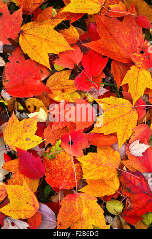 Herbstfarben verlässt im Chain-o-Lakes State Park in Spring Grove, Illinois Stockfoto