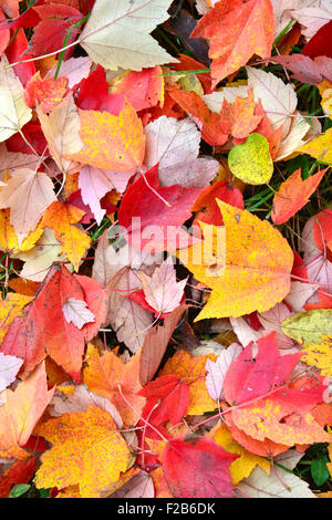 Herbstfarben verlässt im Chain-o-Lakes State Park in Spring Grove, Illinois Stockfoto