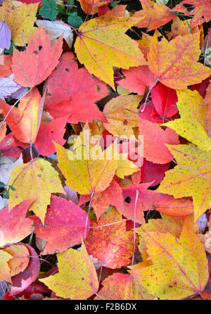 Herbstfarben verlässt im Chain-o-Lakes State Park in Spring Grove, Illinois Stockfoto