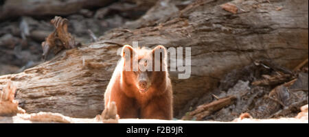 Braunbären (Ursus Arctos) in einem Wald, Yosemite Tal, Yosemite-Nationalpark, Kalifornien, USA Stockfoto