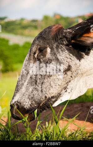 Seite Portrait Kuh Essen Grass in Landschaft Feld. Stockfoto