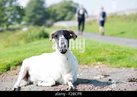 Ein Shawn Cumbrian Schafe sitzt in der Sonne in die Kamera schaut, während zwei Wanderer fiel Wandern Sie in der Ferne Stockfoto