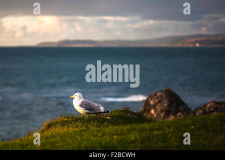 Sea Gull / Möwe thront auf einem Rasen-Bank während des Sonnenuntergangs Stockfoto