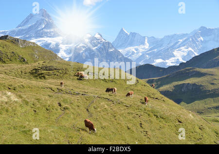 Kühe auf einer Almwiese. Jungfrauregion, Schweiz Stockfoto