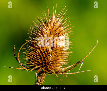 Nahaufnahme eines trockenen wilden Karde Stockfoto