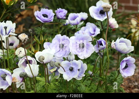 Weiße Anemonen mit lila Schimmer auf Blütenblätter Stockfoto