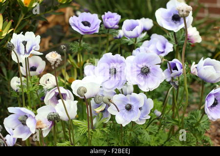 Weiße Anemonen mit lila Schimmer auf Blütenblätter Stockfoto