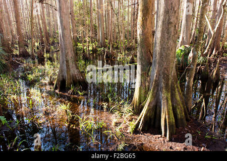 Kahle Zypresse Bäume im Highland Hängematten State Park, Florida. Stockfoto