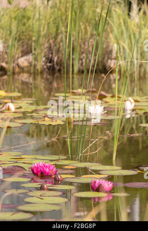 Gartenteich mit rosa Seerosen. Stockfoto