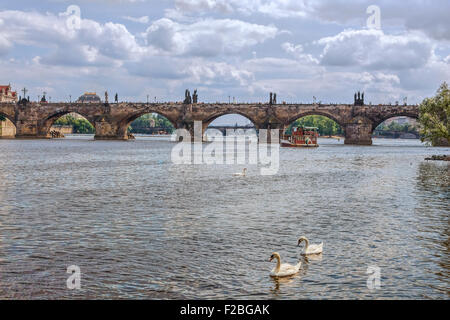 Karlsbrücke und Schwäne am Fluss Moldau in Prag. Stockfoto