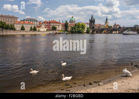 Alte Stadt und Charles Brücke und Schwäne am Fluss Moldau in Prag. Stockfoto