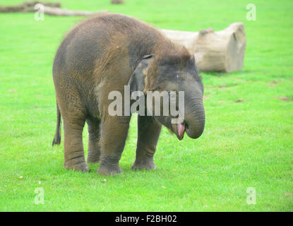 Whipsnade Zoo, UK. 15. Sep, 2015. am erhalten eines besonderes asiatischen Elefantenbaby zu seinem ersten Geburtstag behandeln als Tierpfleger im ZSL Whipsnade Zoo ihn mit einem riesigen "Geburtstagstorte" präsentieren. Das Mammut "Geburtstagstorte", die von Herrn Kipling, den Zoo seine jährliche Elephantastic Veranstaltung an diesem Wochenende feiern helfen speziell besteht aus Heu, garniert mit Sams bevorzugten Leckerbissen, Bananen, und sitzt in einem riesigen Kuchen Hülle Dienstag, 15. September 2015 Credit: Catherine Brown/Alamy Live News Stockfoto