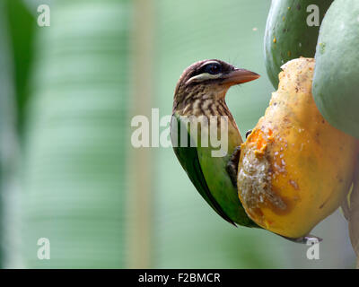 Die weißen Wangen Barbet oder kleine grüne Barbet (Megalaima Viridis) ist eine Art von Barbet in Südindien gefunden. Stockfoto