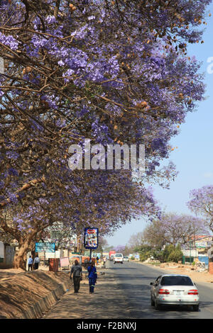 Lusaka, Sambia. 14. Sep, 2015. Die Menschen gehen unter Jakaranda-Bäumen in Lusaka, Hauptstadt von Sambia, im 14. September 2015. Lusaka, den Ruf als Gartenstadt, liegt in der Hochebene von Afrika, wodurch die Stadt in fast das ganze Jahr grün. Das Aussehen der Jakaranda Blüten schmückt Luska mit ihren ruhigen blauen Farbe zu drehen-Zeit zwischen kalten und heißen Jahreszeit im September jährlich. © Peng Lijun/Xinhua/Alamy Live-Nachrichten Stockfoto