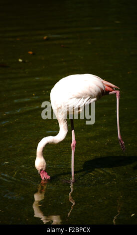 Rosa Füße ein Flamingo Vogel auf sand Stockfoto, Bild: 136615376 - Alamy