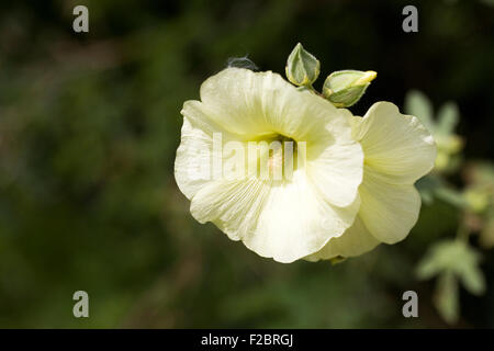 Alcea "Kalk in der Nähe". Blasse gelbe Stockrosen im Garten. Stockfoto