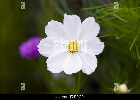 Cosmos Bipinnatus 'Reinheit' Blume. Stockfoto