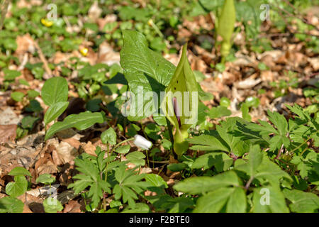 Arum Maculatum oder wilde Arum Blume in Hallerbos, Belgien und wilde Anemonen auf Hintergrund Stockfoto