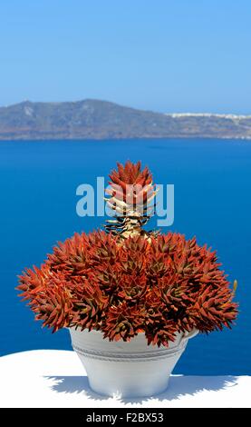 Aloe-Vera-Pflanzen mit Blick auf die Caldera in Oia, Santorini, Griechenland Stockfoto