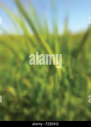 Unscharfe abstrakte Sommer Hintergrund mit grünen Roggen. Vektor-design Stock Vektor