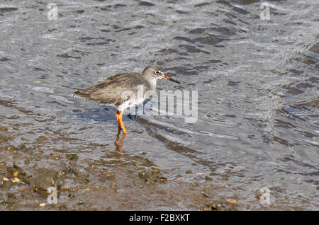 Rotschenkel auf Water's Edge Stockfoto