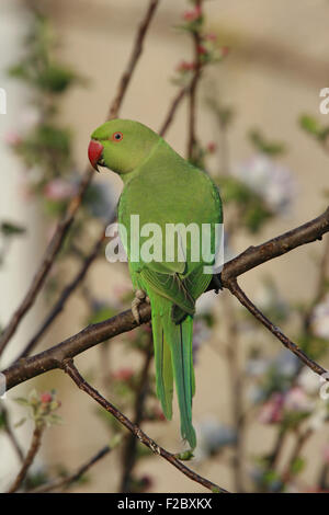 Ring-necked parakeet auf Apfelbaum im Garten Stockfoto