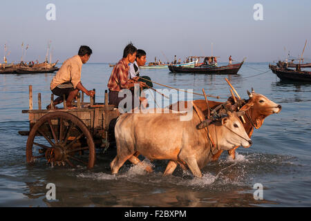 Einheimische Männer auf einem Ochsenkarren fahren im Meer, Fisch aus einem Fischerboot an Land zu bringen Angelboote/Fischerboote in das Meer hinter Stockfoto