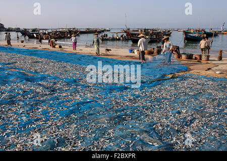 Fisch auf blau Netze zum Trocknen am Strand des Fischerdorfes Ngapali, einheimische und Angelboote/Fischerboote im Meer verteilt Stockfoto