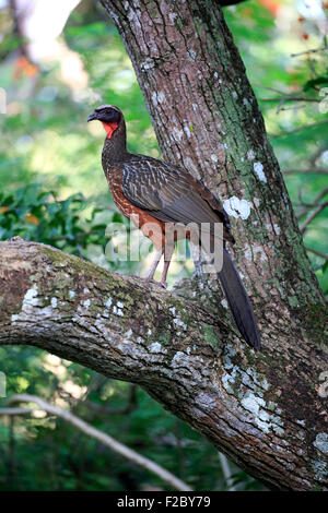 Chaco Chachalaca (Ortalis Canicollis Pantanalensis), Erwachsene auf einem Baum, Pantanal, Mato Grosso, Brasilien Stockfoto