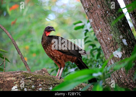 Chaco Chachalaca (Ortalis Canicollis Pantanalensis), Erwachsene auf einem Baum, Pantanal, Mato Grosso, Brasilien Stockfoto