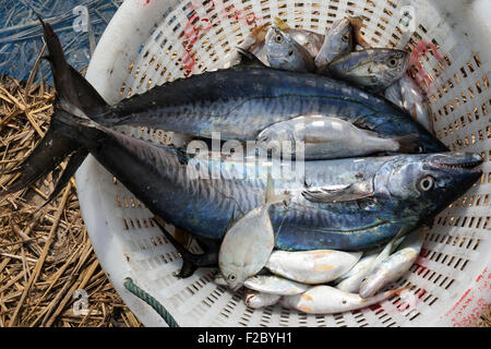 Fangfrischen Fisch in einem Korb, Makrele und kleine Fische, Angeln Dorf Ngapali, Thandwe, Rakhine State in Myanmar Stockfoto