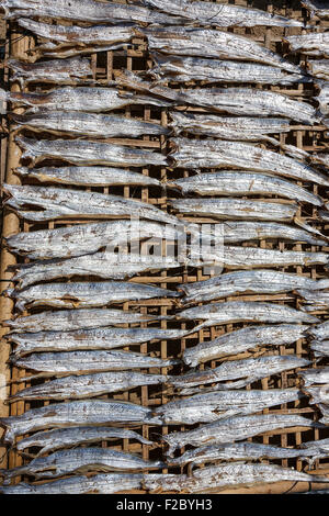 Fisch zum Trocknen auf Bambusmatten, Fishing Village Ngapali, Thandwe, Rakhine State in Myanmar ausgelegt Stockfoto