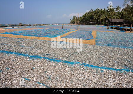 Fische Trocknen auf blaue Netze am Strand von den Fischen Dorf Ngapali Angelboote/Fischerboote im Meer auf der linken, Holz Fischer Stockfoto