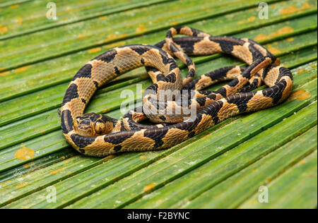 Blunthead Baum-Schlange (Imantodes Cenchoa), Jungtier, Colubrid Familie (Colubridae), Chocó Regenwald, Ecuador Stockfoto