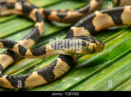 Blunthead Baum-Schlange (Imantodes Cenchoa), Jungtier, Colubrid Familie (Colubridae), Chocó Regenwald, Ecuador Stockfoto