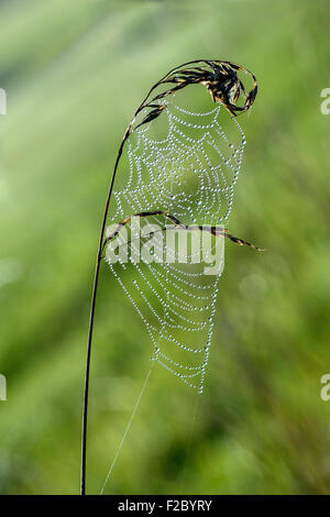 Web eine lange jawed Orb Weaver Spider (Tetragnathidae), bedeckt in Tau fällt, weit verbreitet in Deutschland Stockfoto