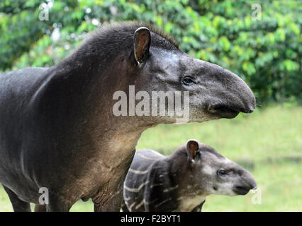 Südamerikanische Tapir (Tapirus Terrestris), Weibchen mit jungen, Tapir Familie (Tapiridae), Amazonas-Regenwald, Yasuni-Nationalpark Stockfoto