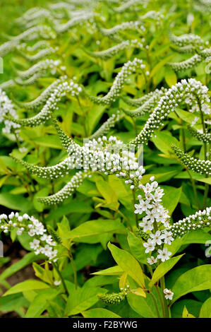 Schwanenhals Gilbweiderich (Lysimachia Clethroides), Blütenstand, North Rhine-Westphalia, Germany Stockfoto