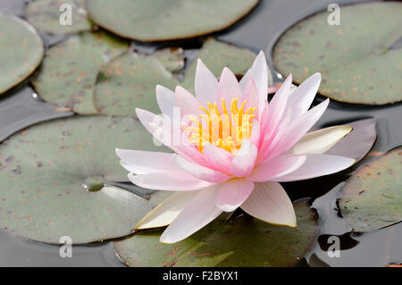 Rosa-weiße Seerose (Nymphaea), Deutschland Stockfoto