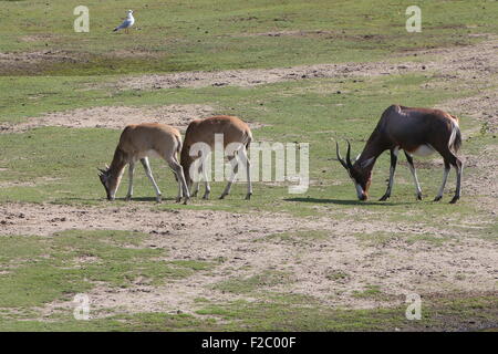 South African Blessböcke oder Blesbuck Antilopen grasen (Damaliscus Pygargus Phillips), zwei Jugendliche und ältere Tiere Stockfoto